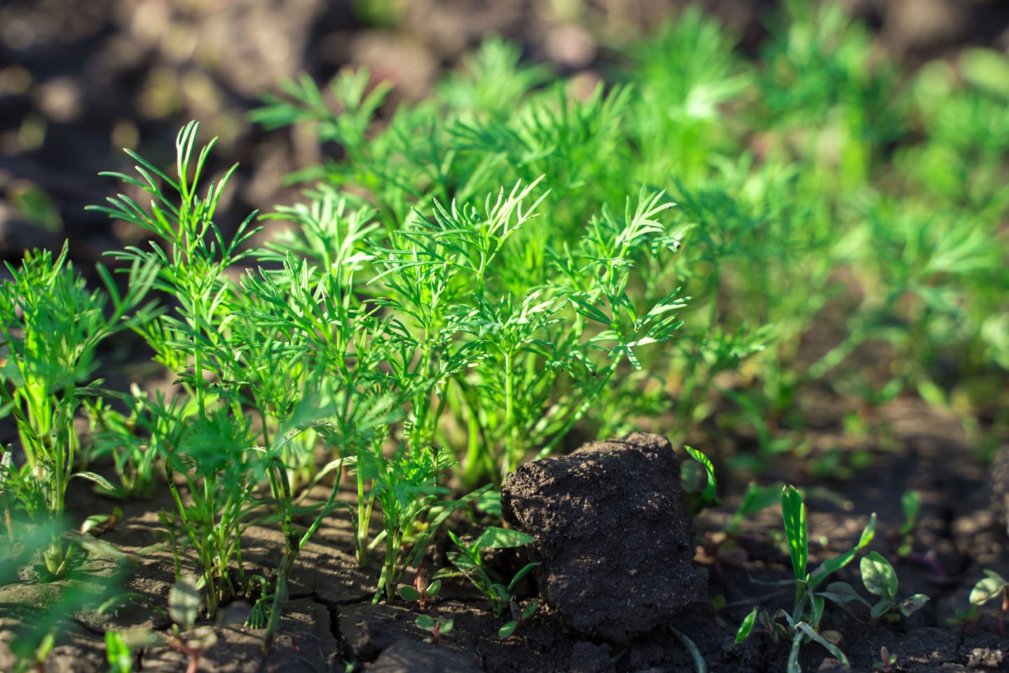 Growing Dill In The Garden