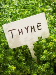 Thyme Care Guide: How To Propagate Thyme