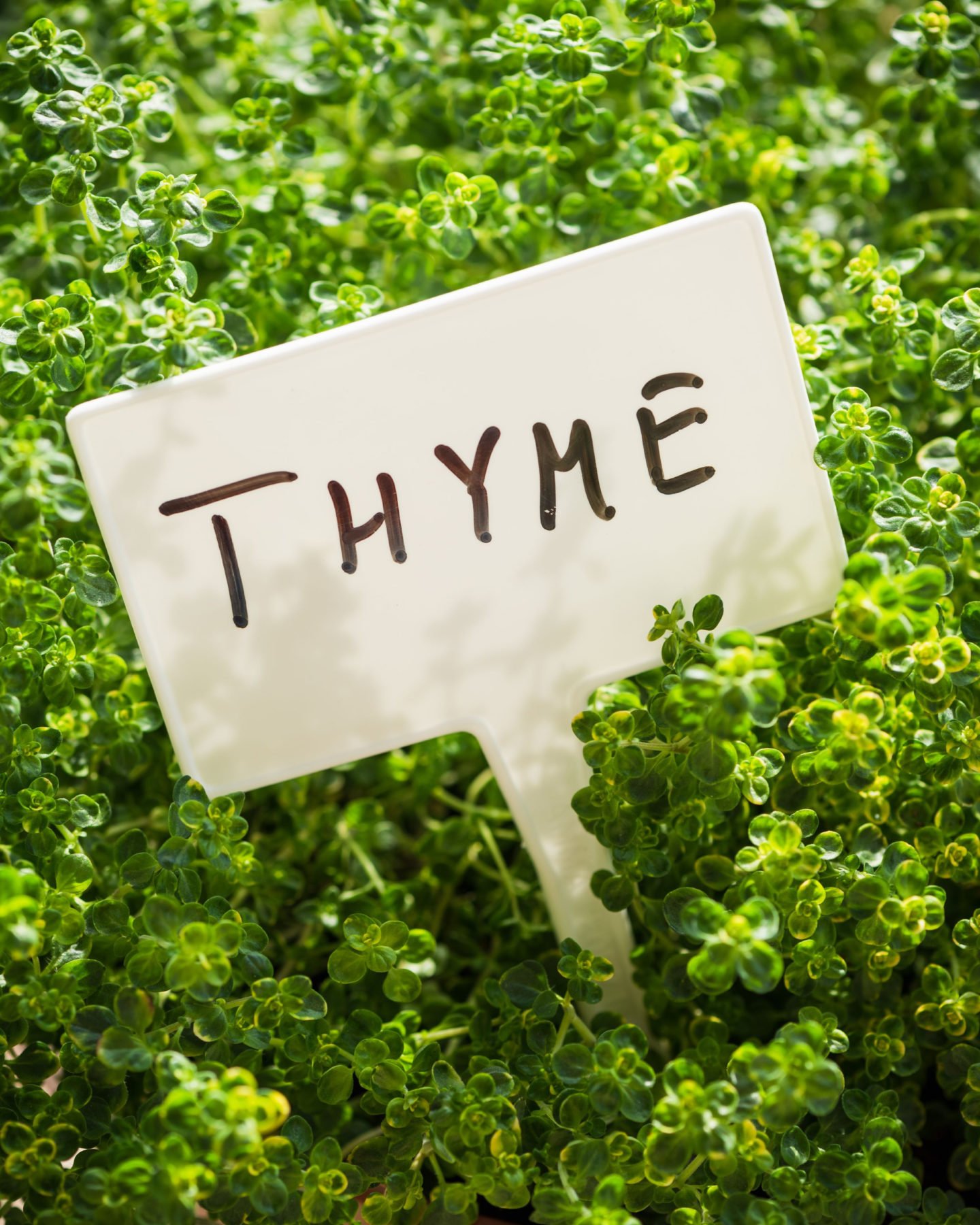 how to grow propagate thyme
