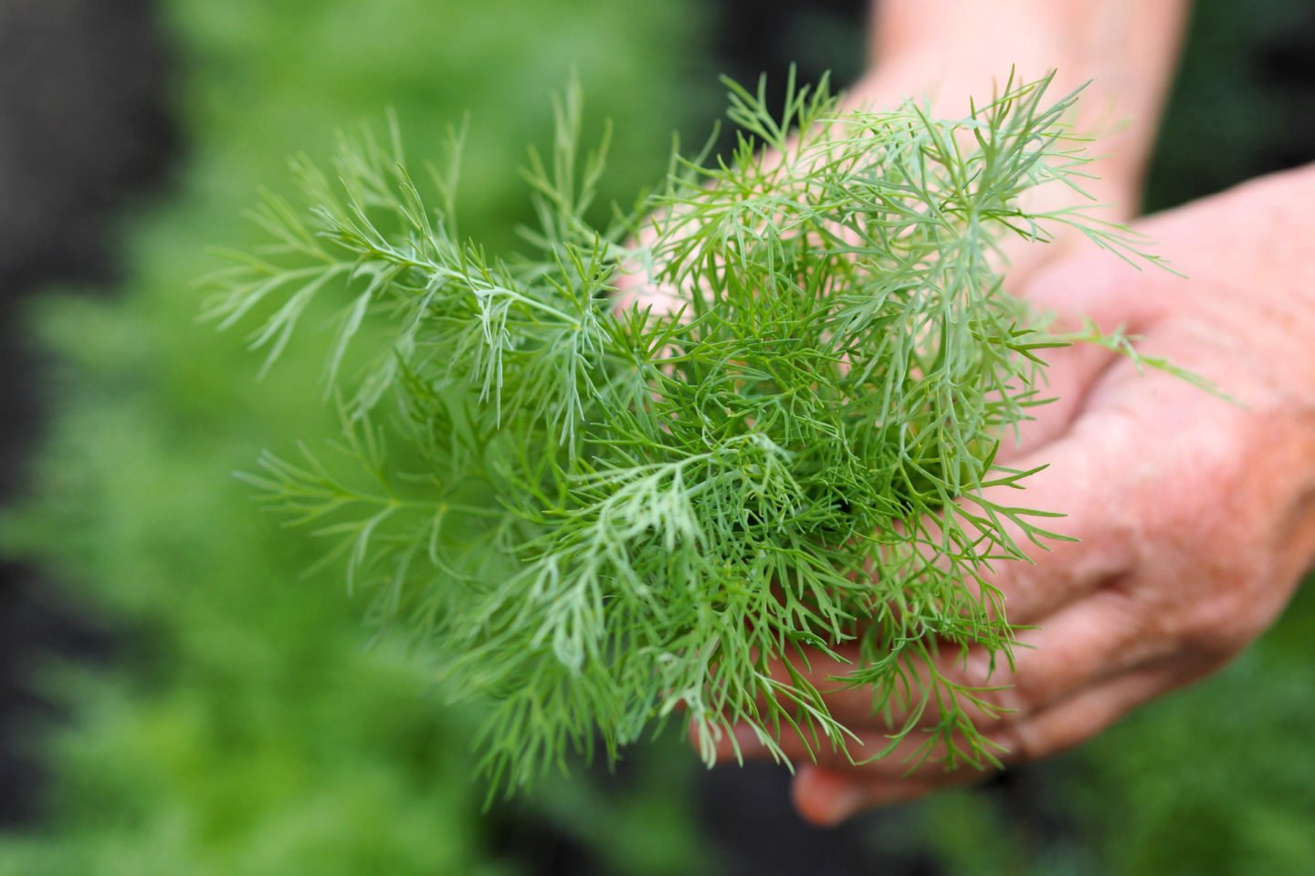 Harvesting Dill Leaves