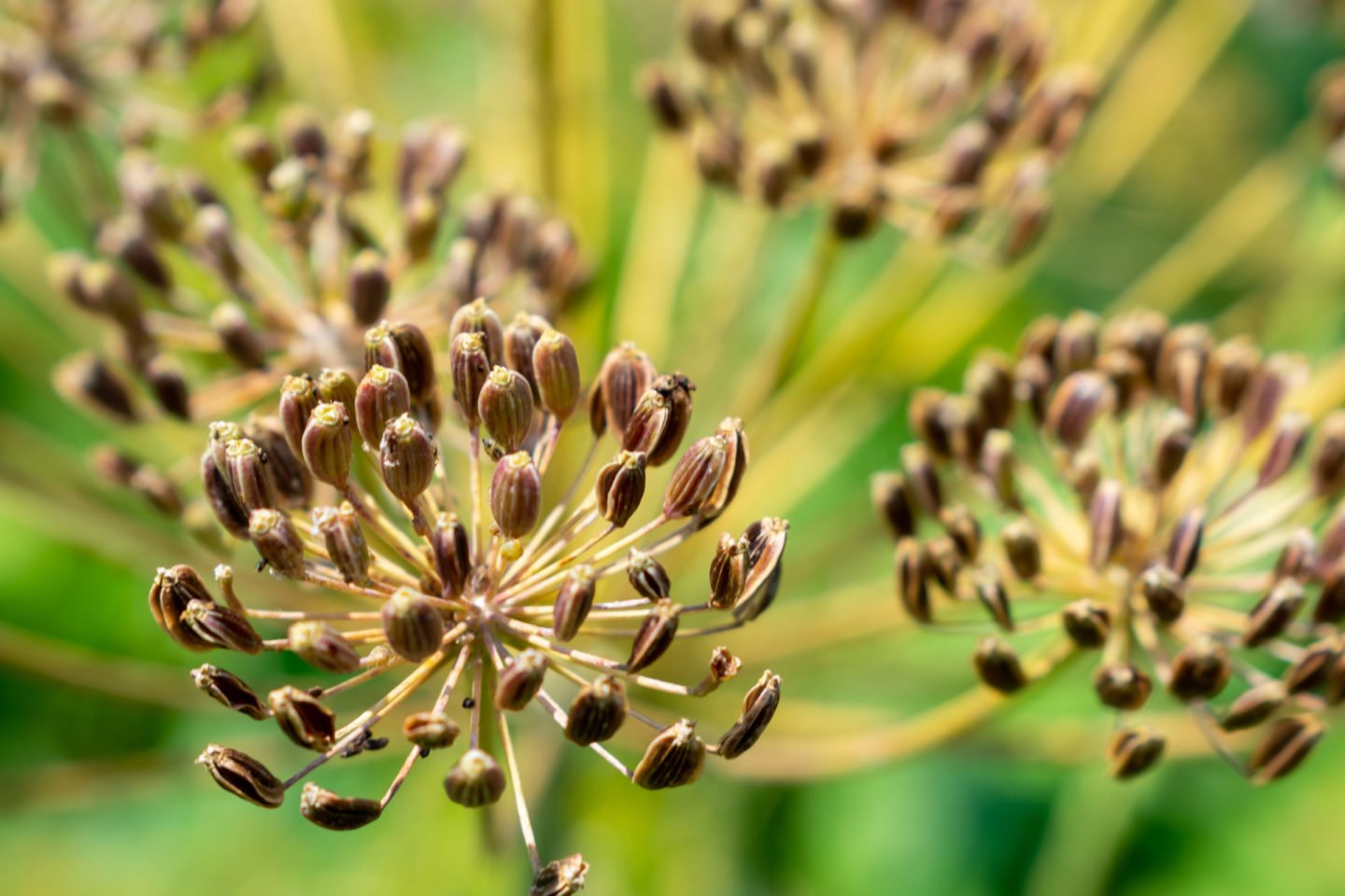 Harvesting Dill Seeds