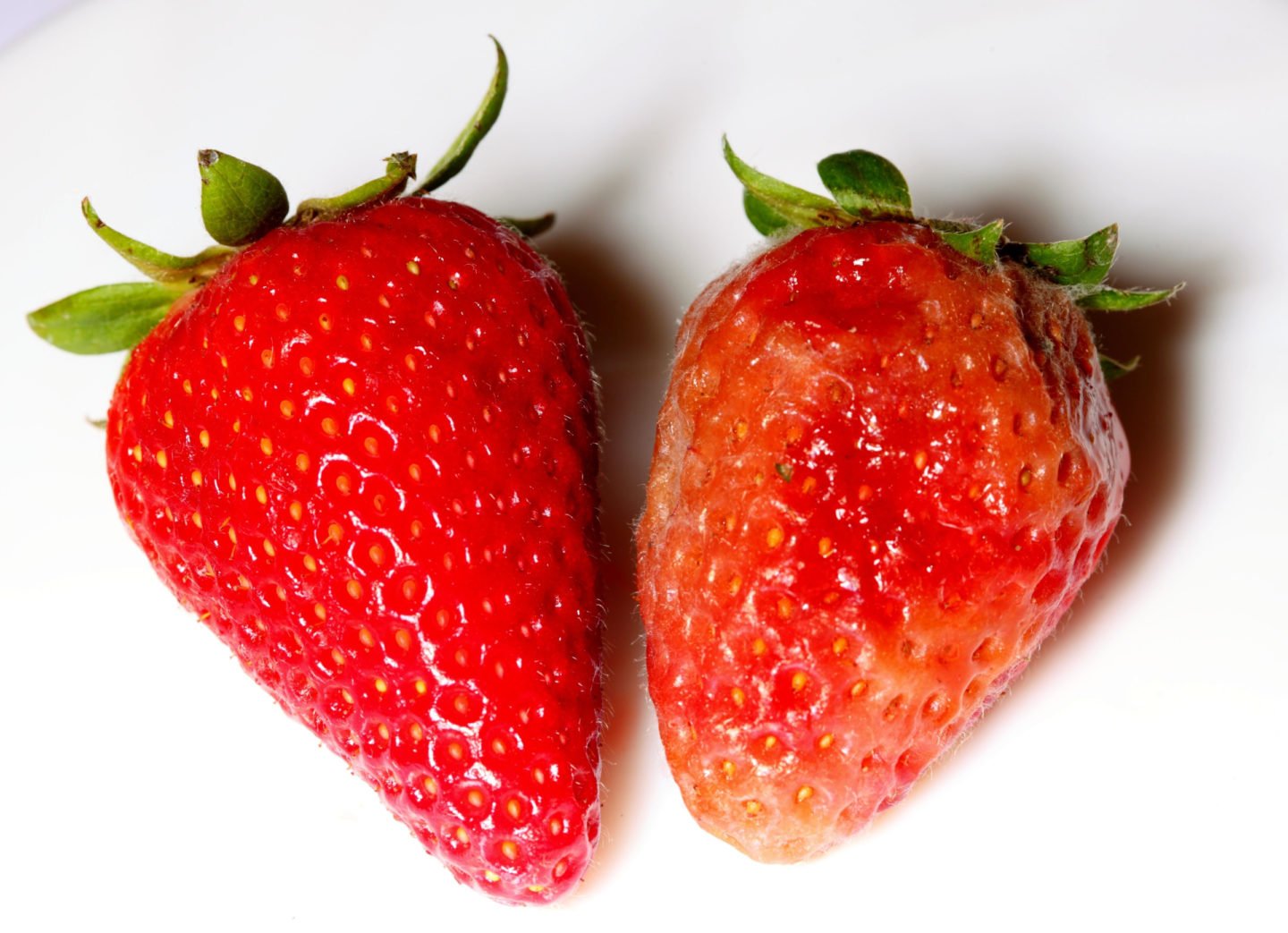 healthy and rotten strawberries