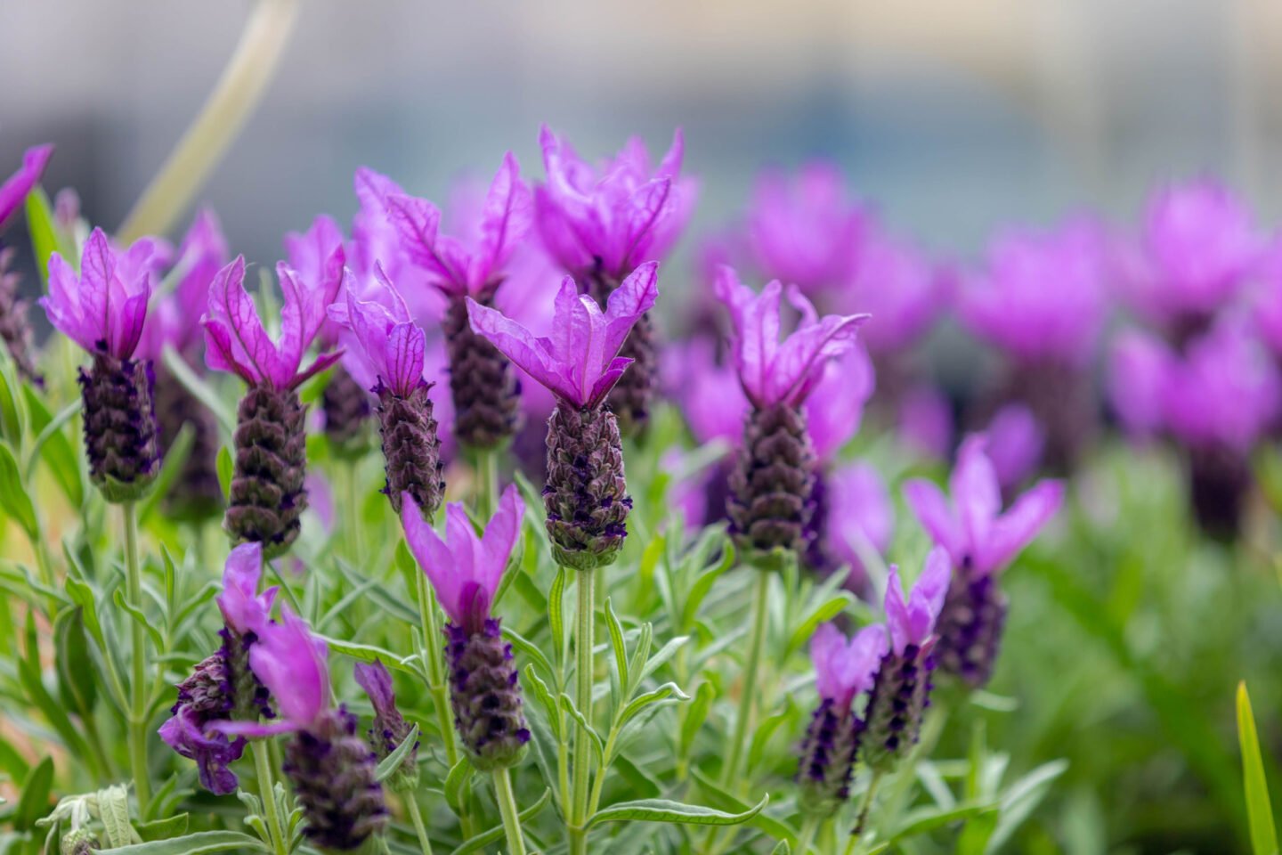 lavandula stoechas spanish lavender butterfly