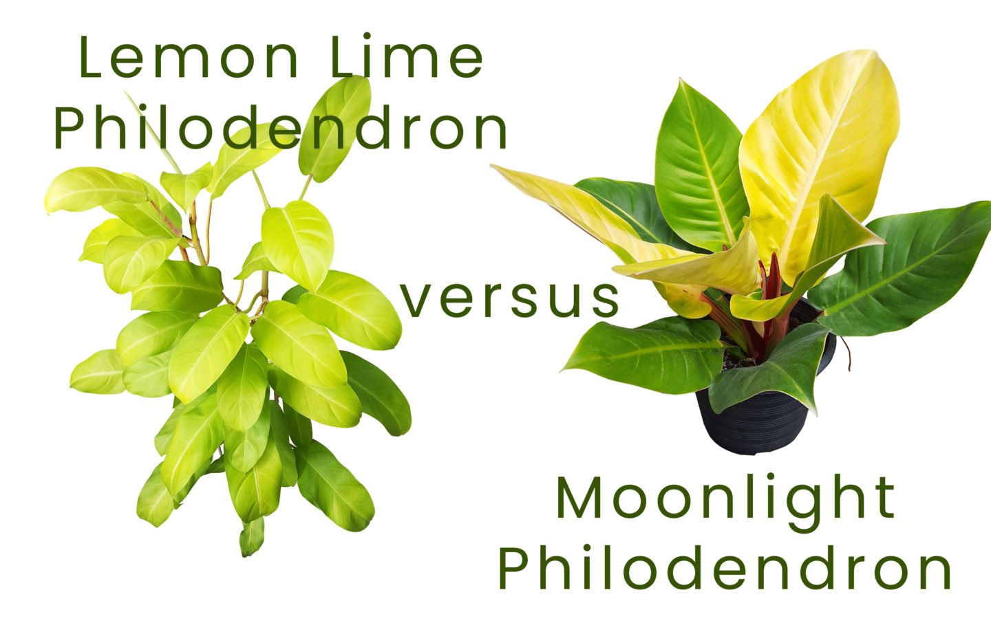 Lemon Lime Philodendron Versus Moonlight Philodendron