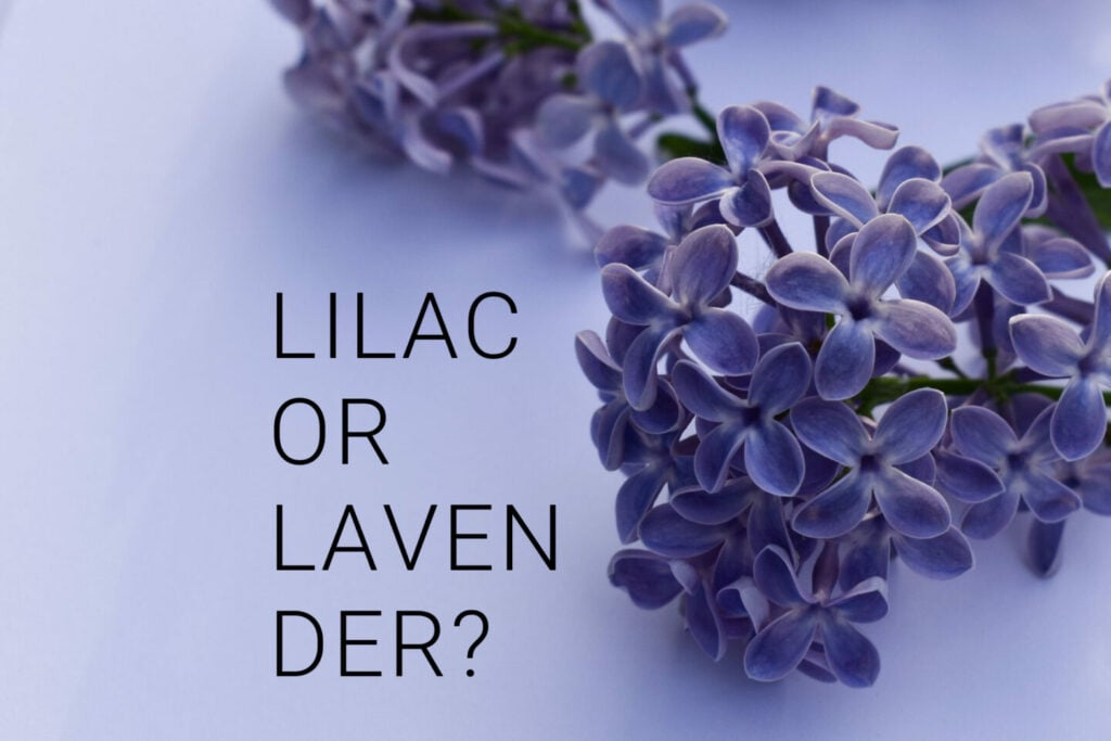 Lilac vs. Lavender Top 6 Differences Tastylicious