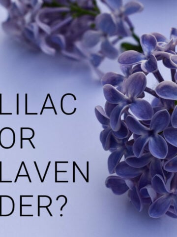 Lilac Or Lavender 360x480