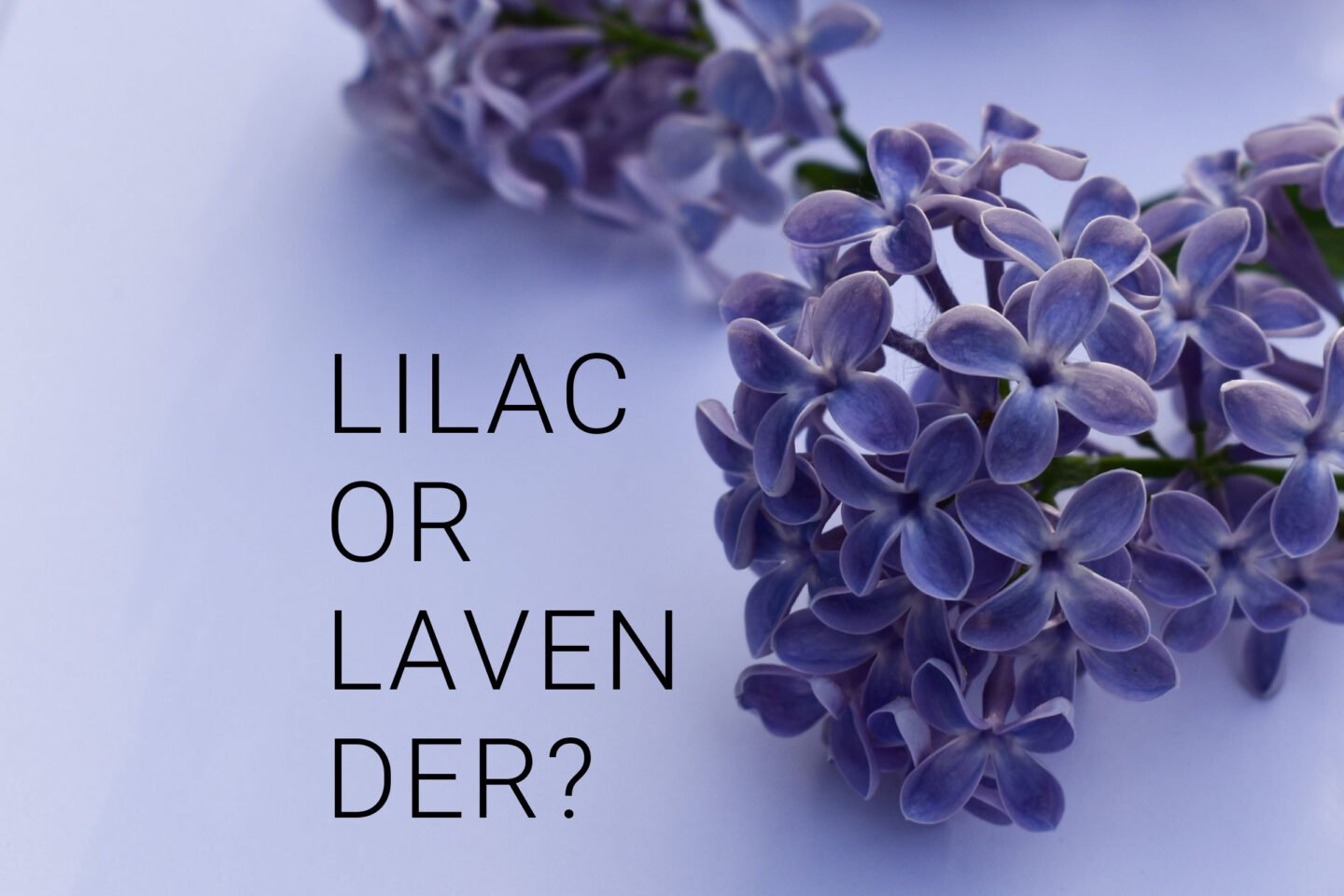 lilac or lavender