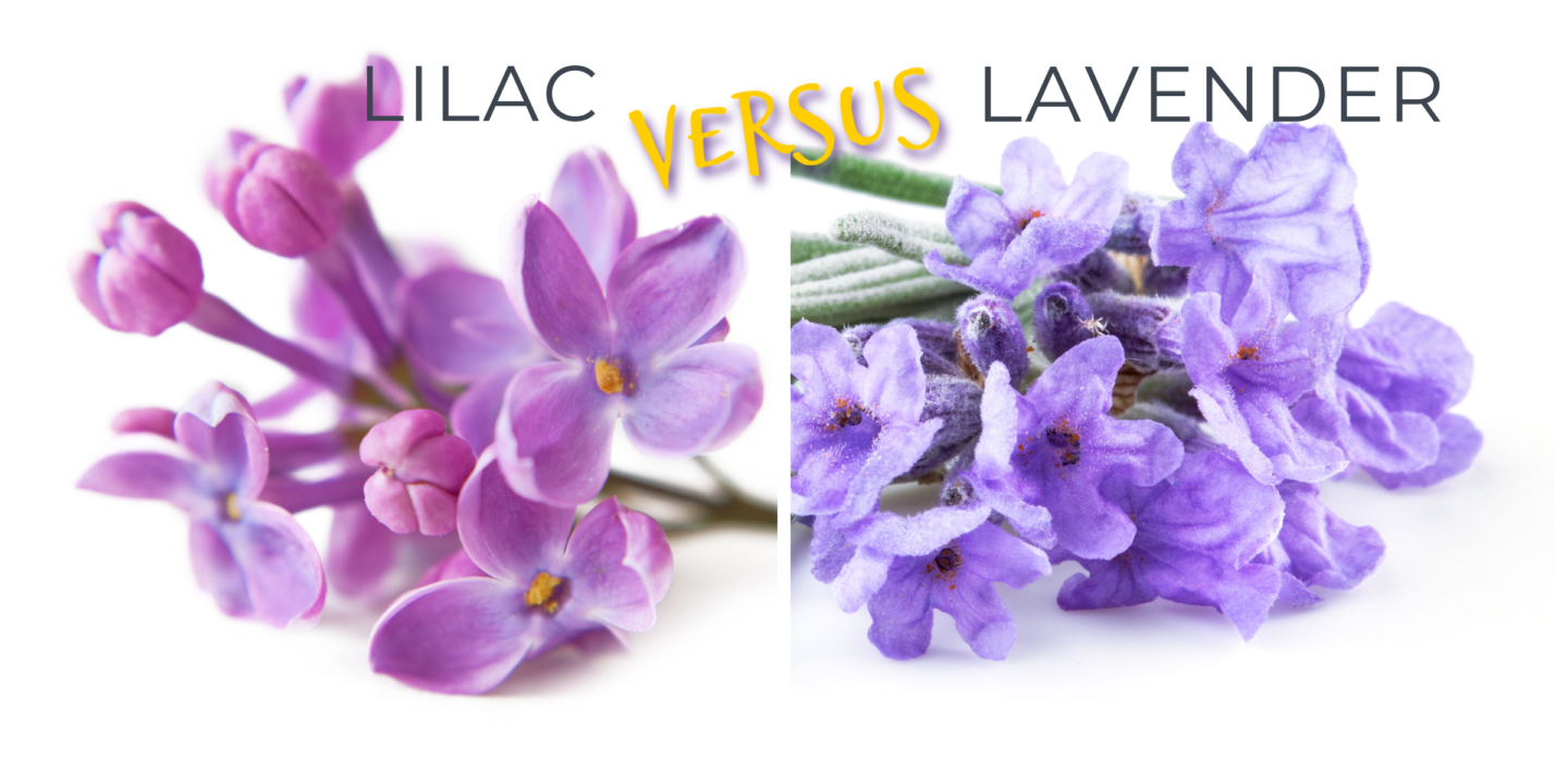 lilac versus lavender