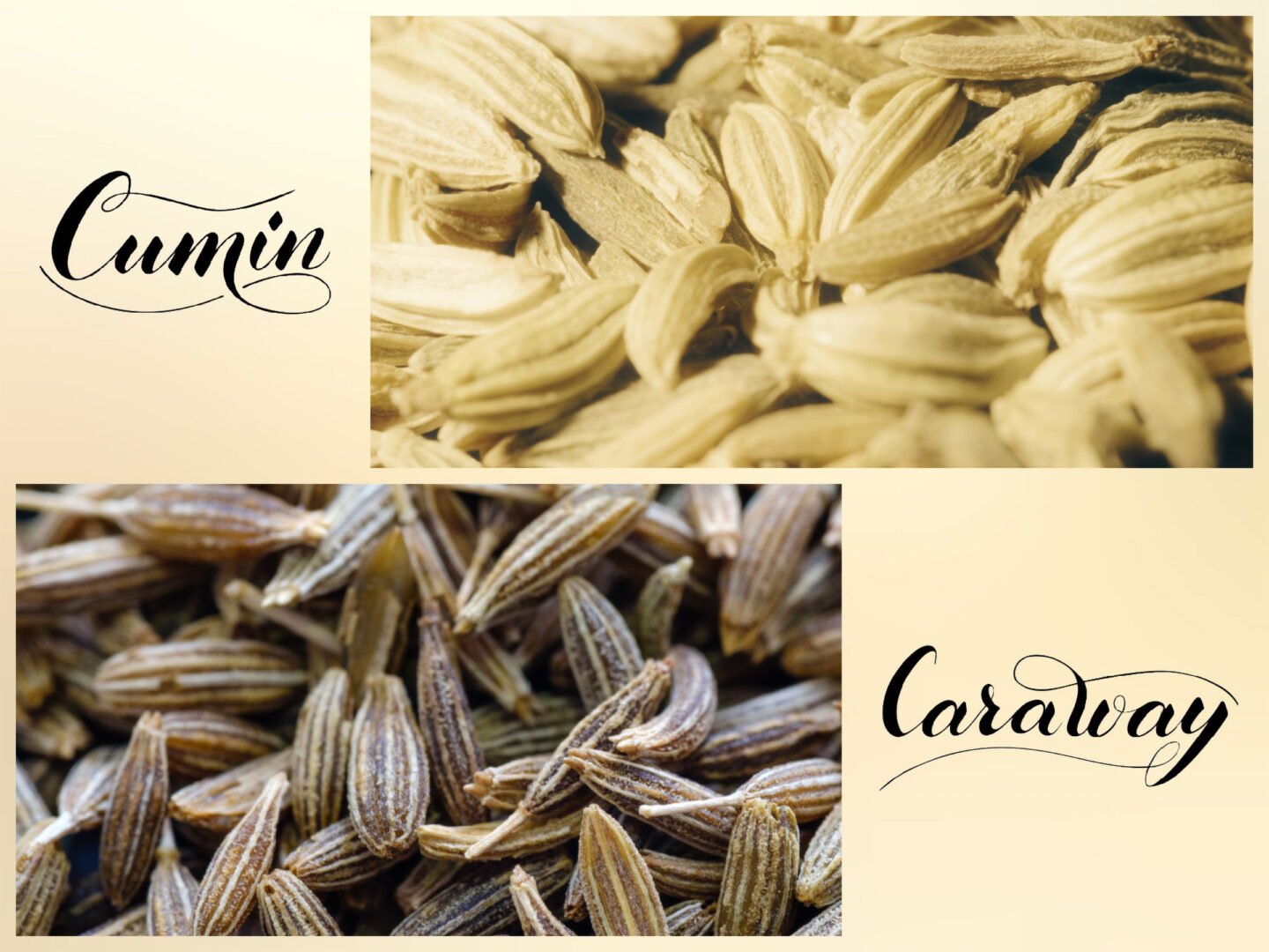 macro shots of cumin and caraway