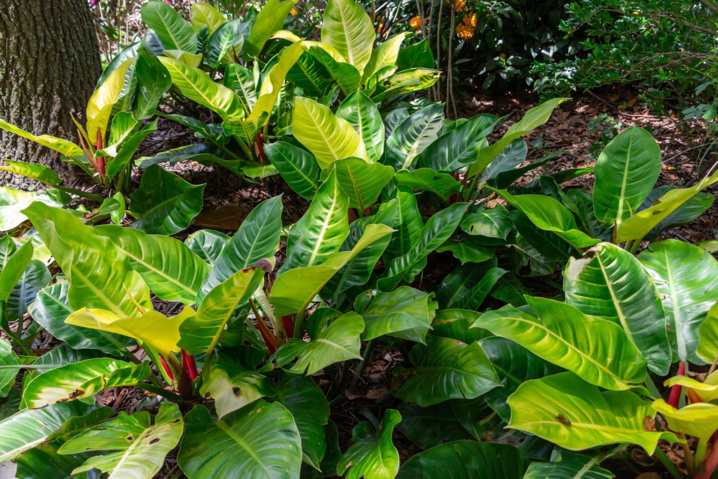 moon glow or moonlight philodendrons growing in the wild in Florida