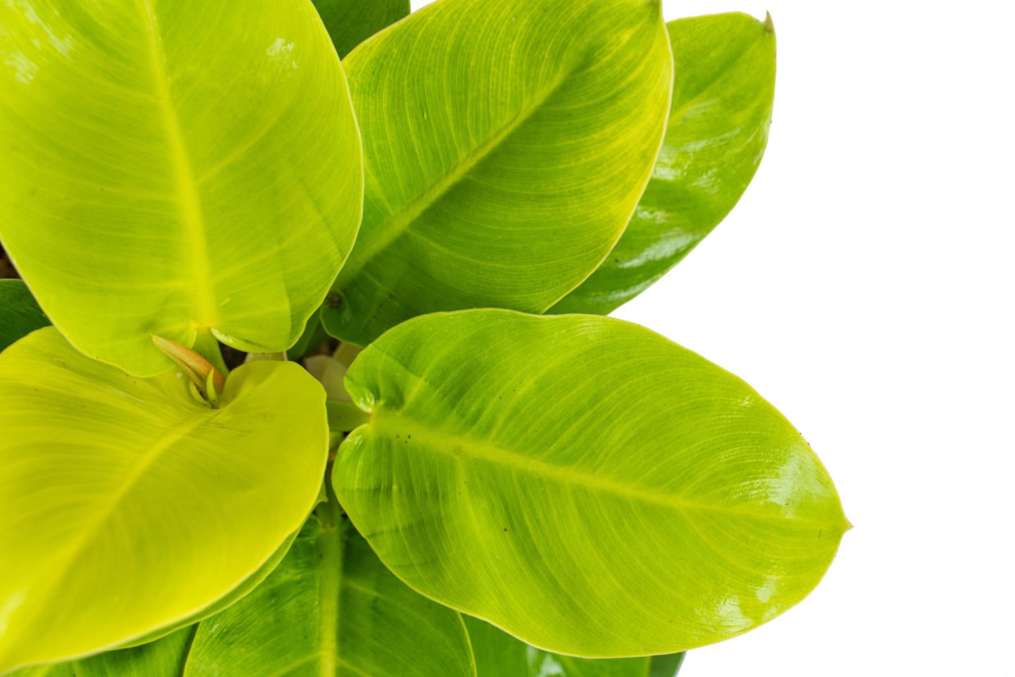 moonlight philodendron with bright green leaves