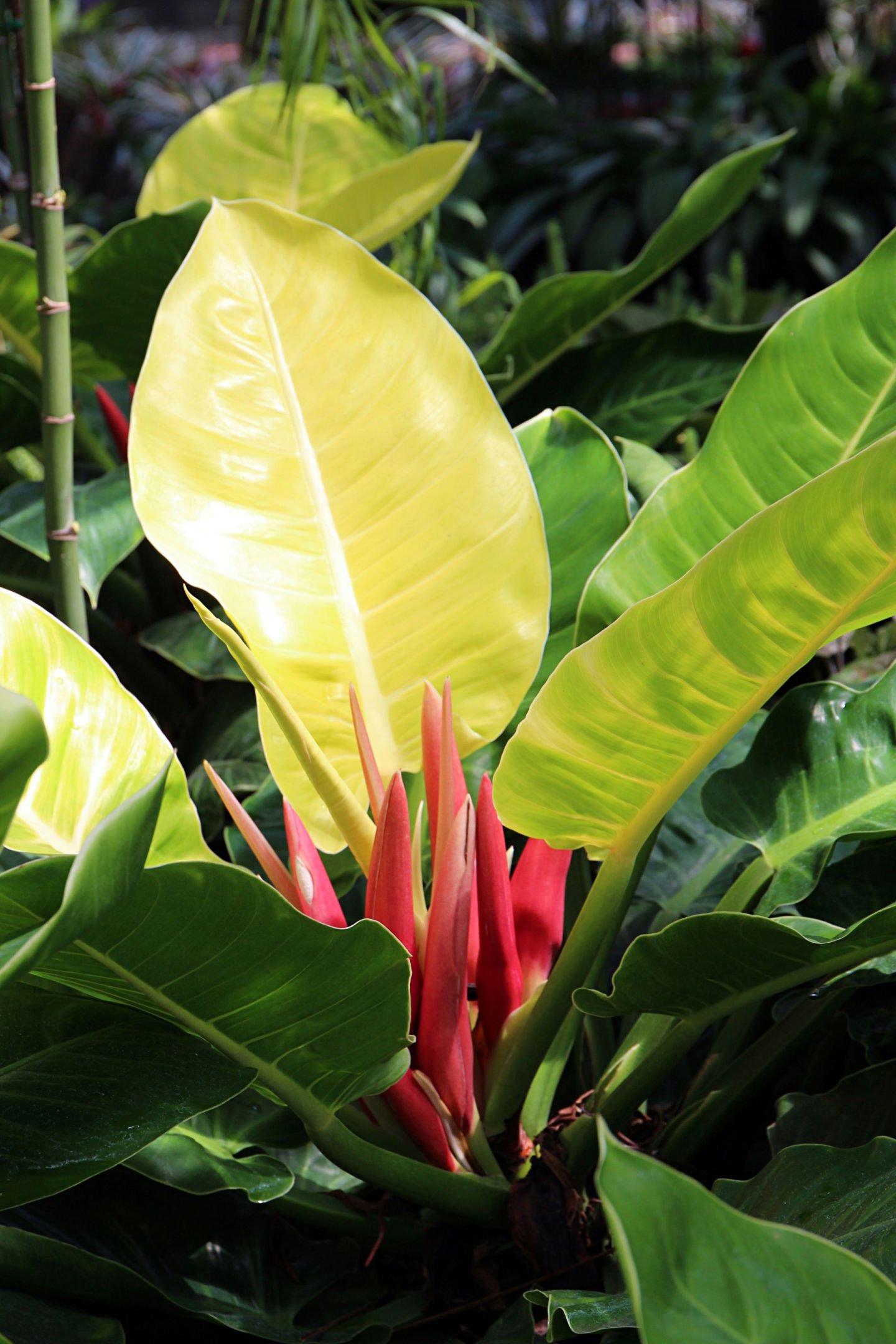 moonlight philodendron or moonglow with red spathes in the center