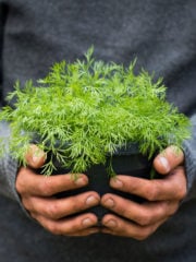 Dill Care Guide: 7 Tips To Harvest Dill Without Killing The Plant