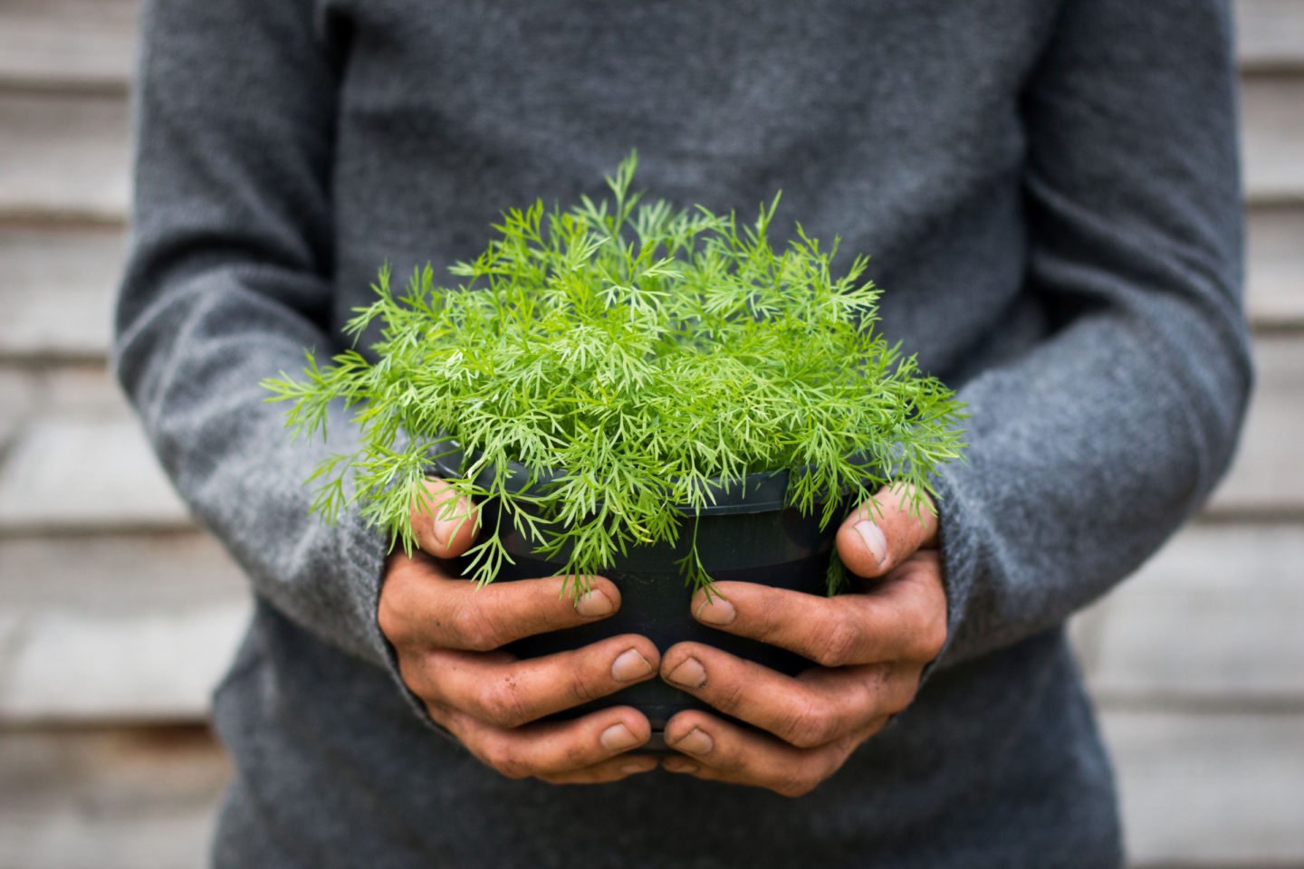 person holding a small pot of dill
