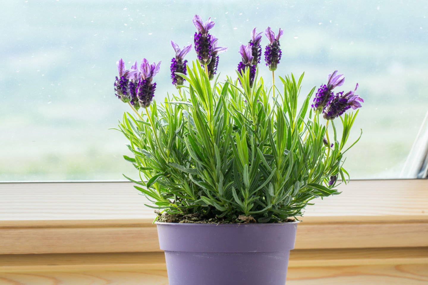 pot of lavender by the window
