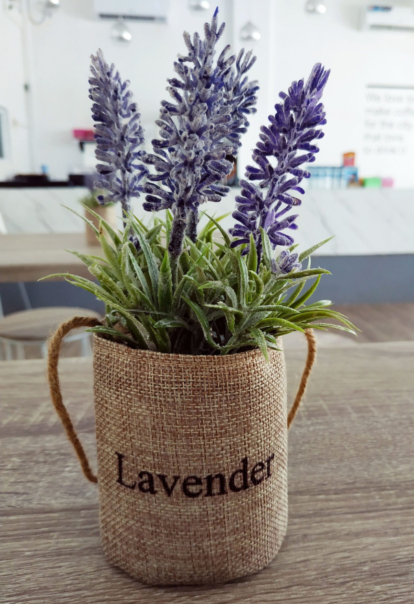 potted lavender growing indoors