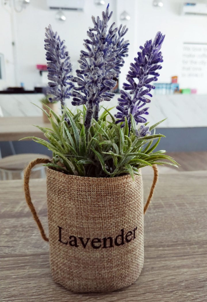 Can Lavender Grow in the Shade? Tastylicious
