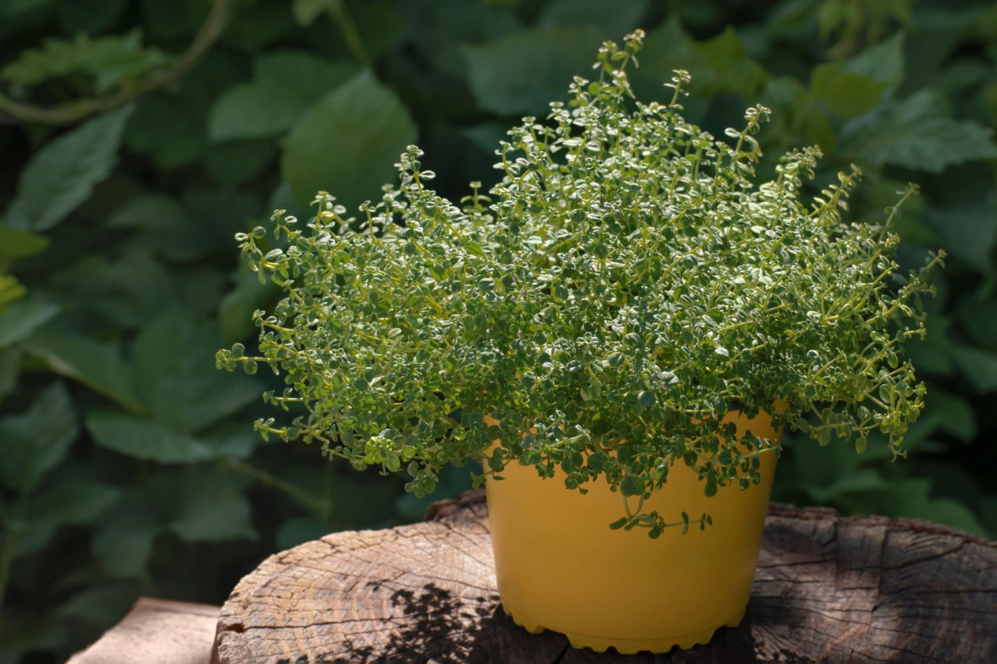 potted thyme outdoors