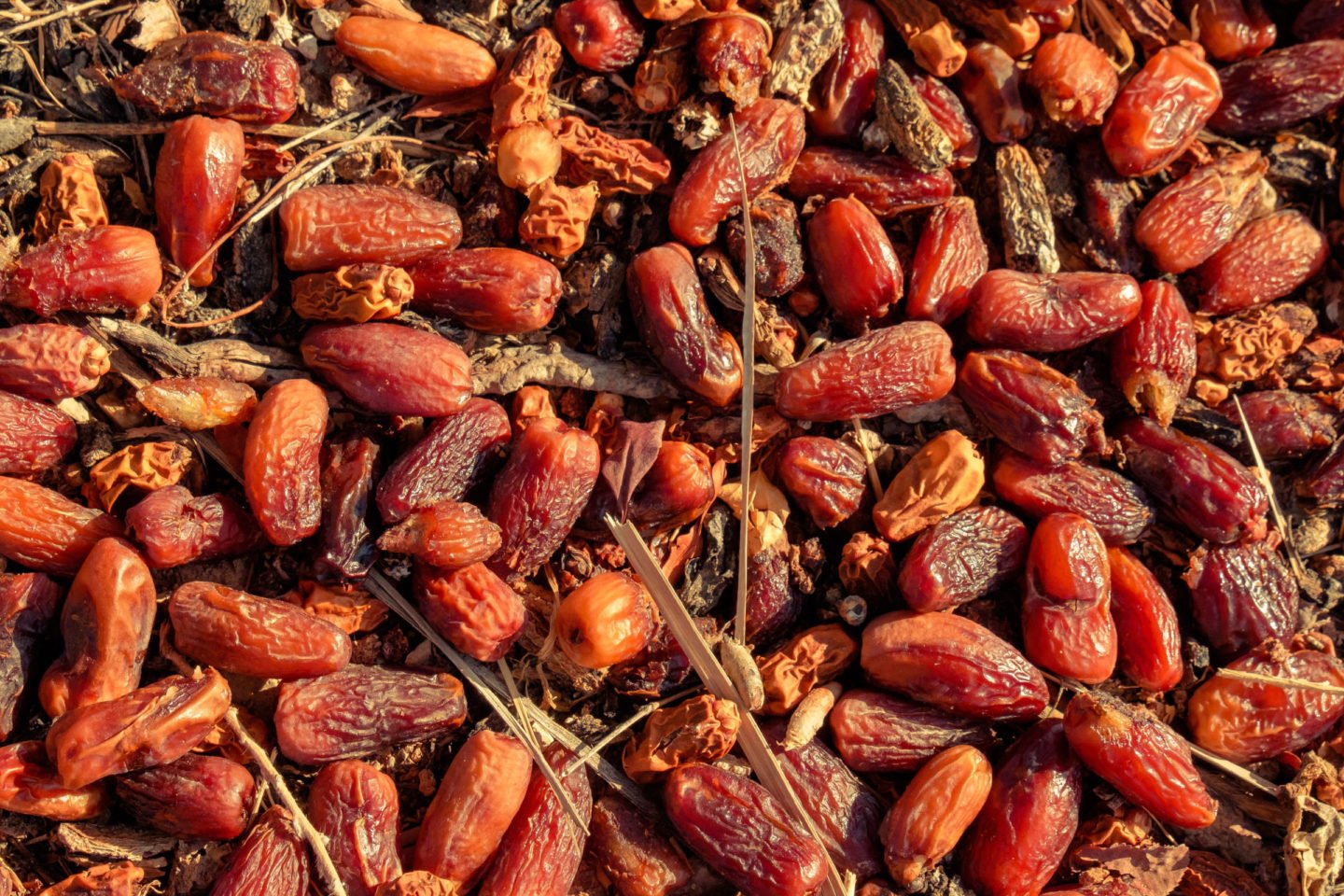 rotten dates on the ground