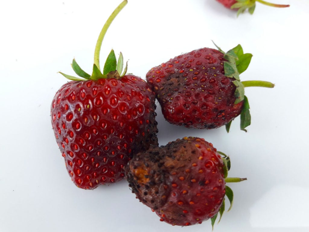 how-to-tell-if-your-strawberries-have-gone-bad-tastylicious