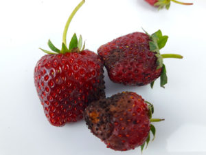 How to Tell If Your Strawberries Have Gone Bad - Tastylicious
