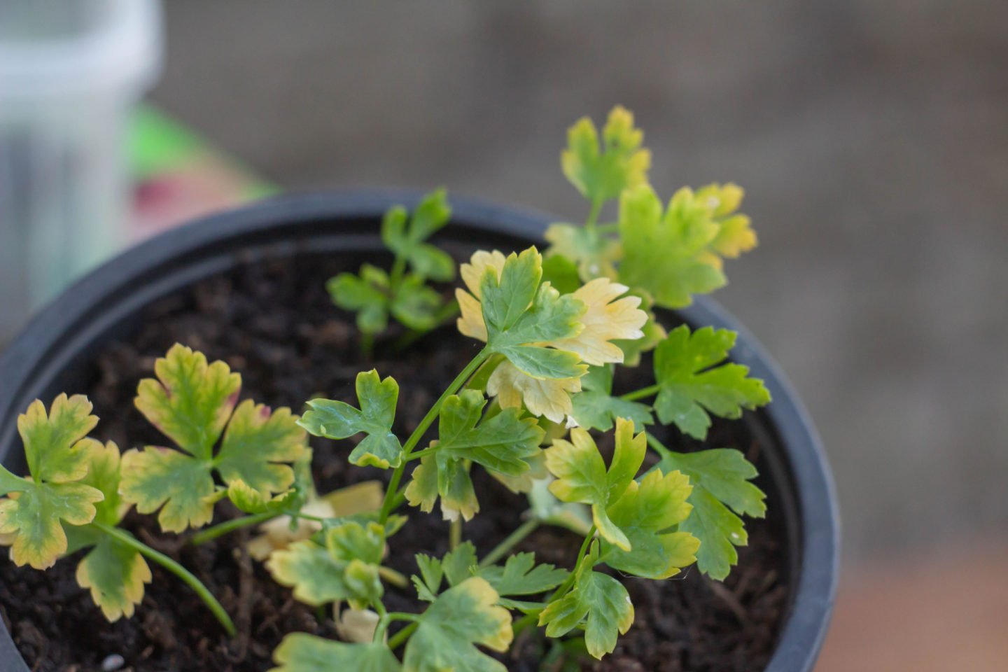 sickly cilantro herb with yellow leaves