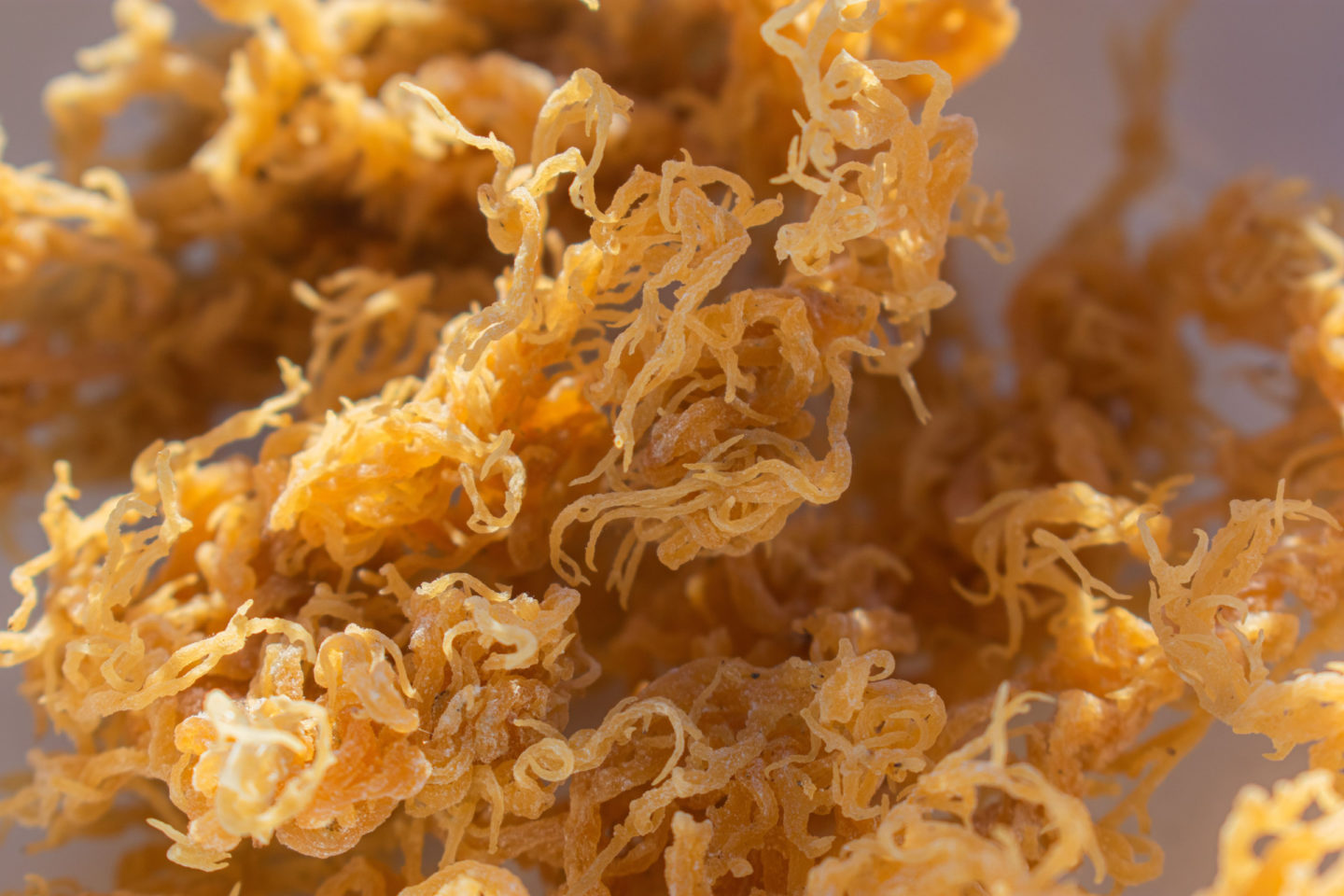 st lucien golden sea moss