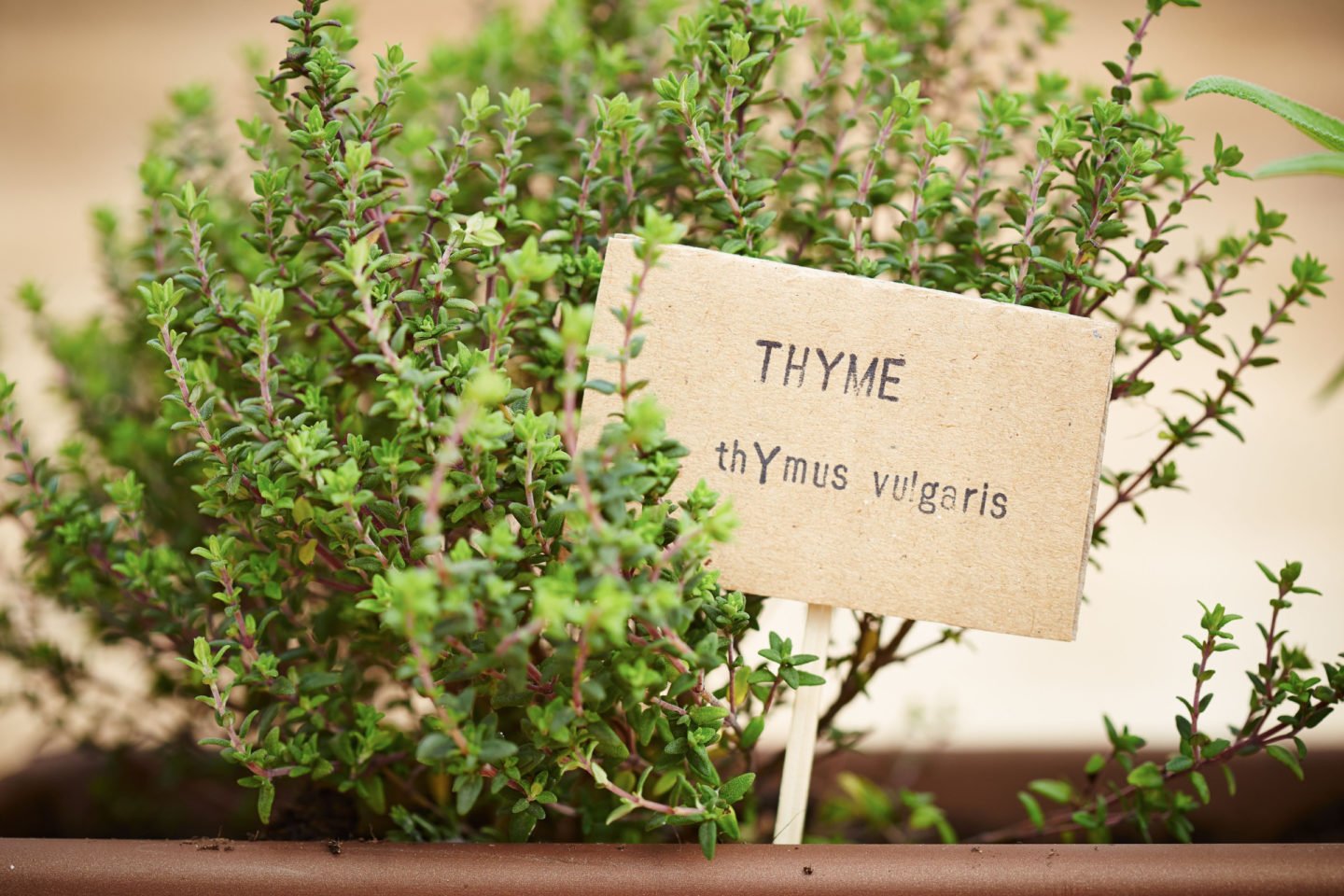 thymus vulgaris thyme