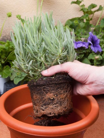 Transplanting Lavender Into Bigger Pot 360x480