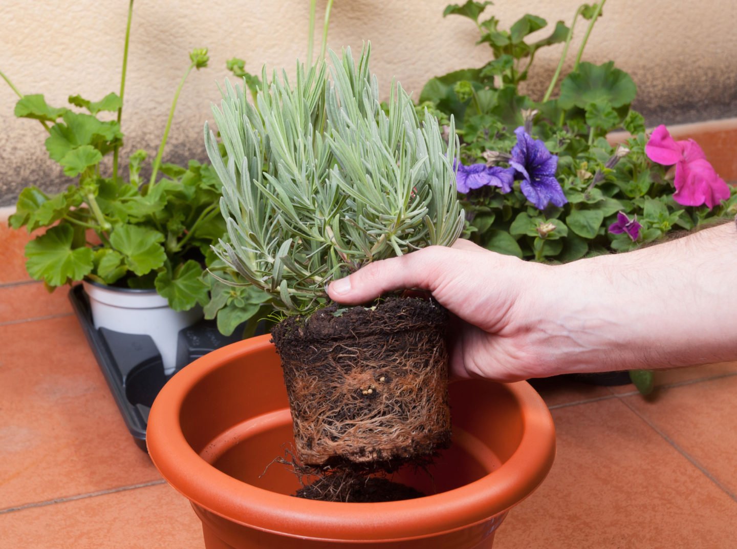 transplanting lavender into bigger pot