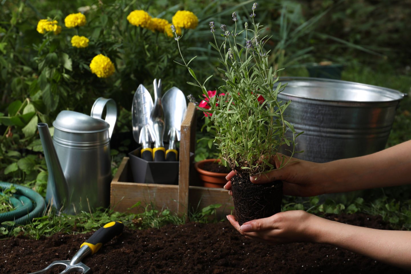 transplanting lavender into garden