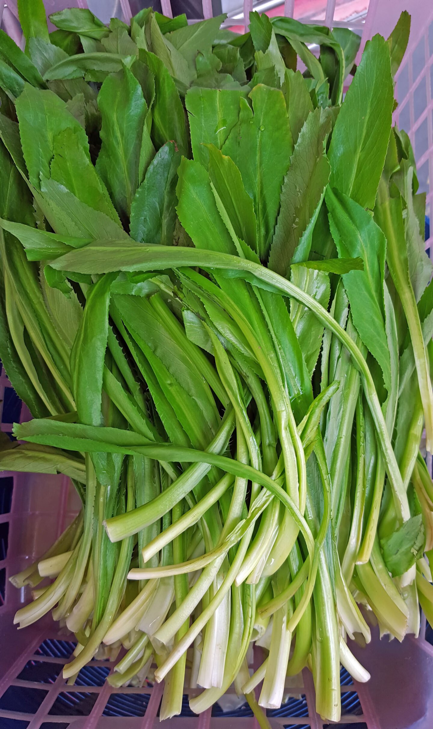 washed culantro in a basket