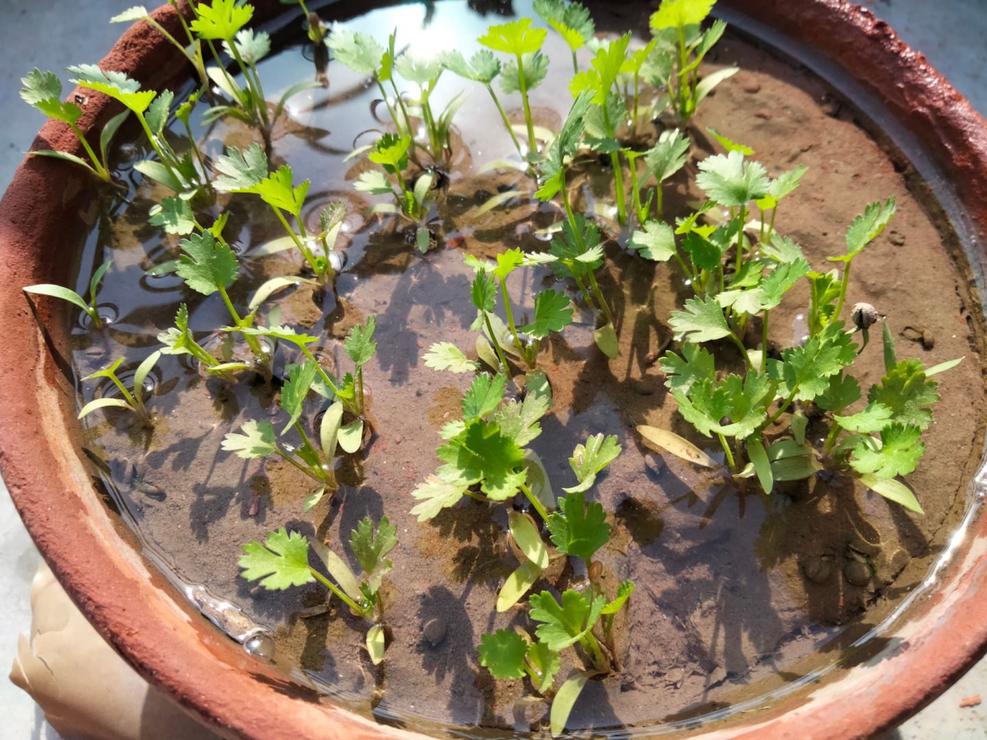 water logged cilantro plants in pot
