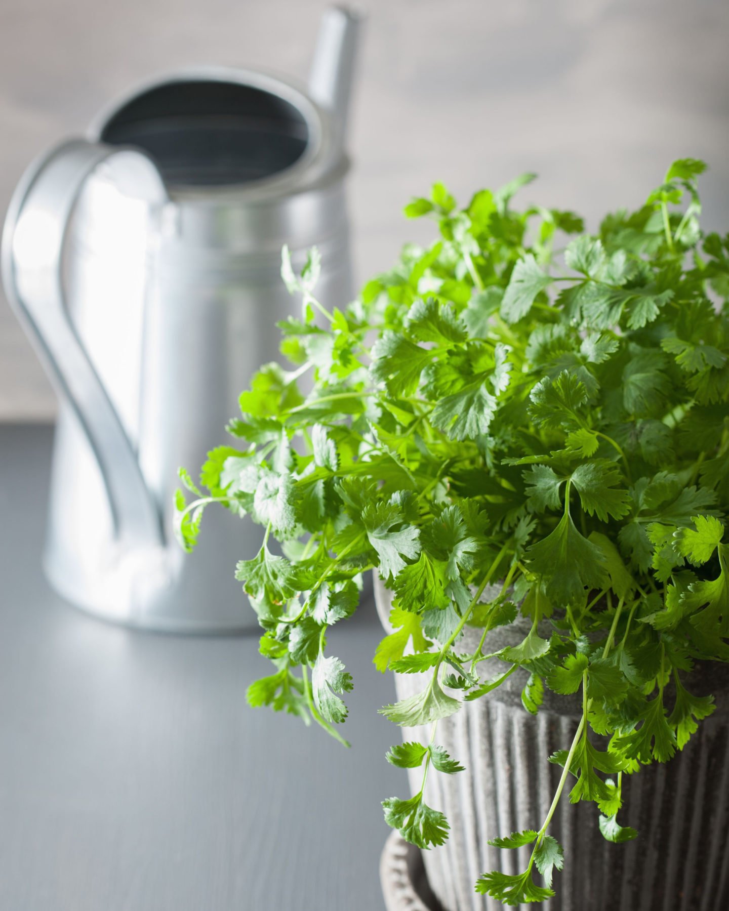 cilantro in a pot with a watering can in the background