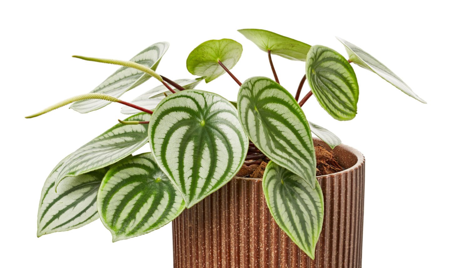 Watermelon Peperomia In Pot