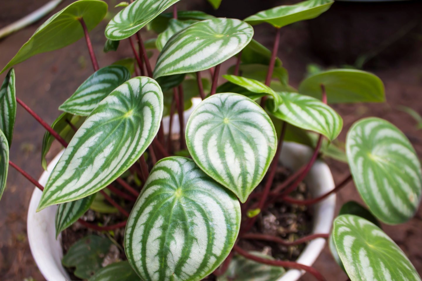 Watermelon Peperomia Leaves