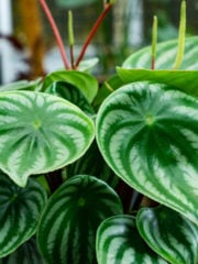 Watermelon Peperomia Care Guide: How To Propagate Watermelon Peperomia