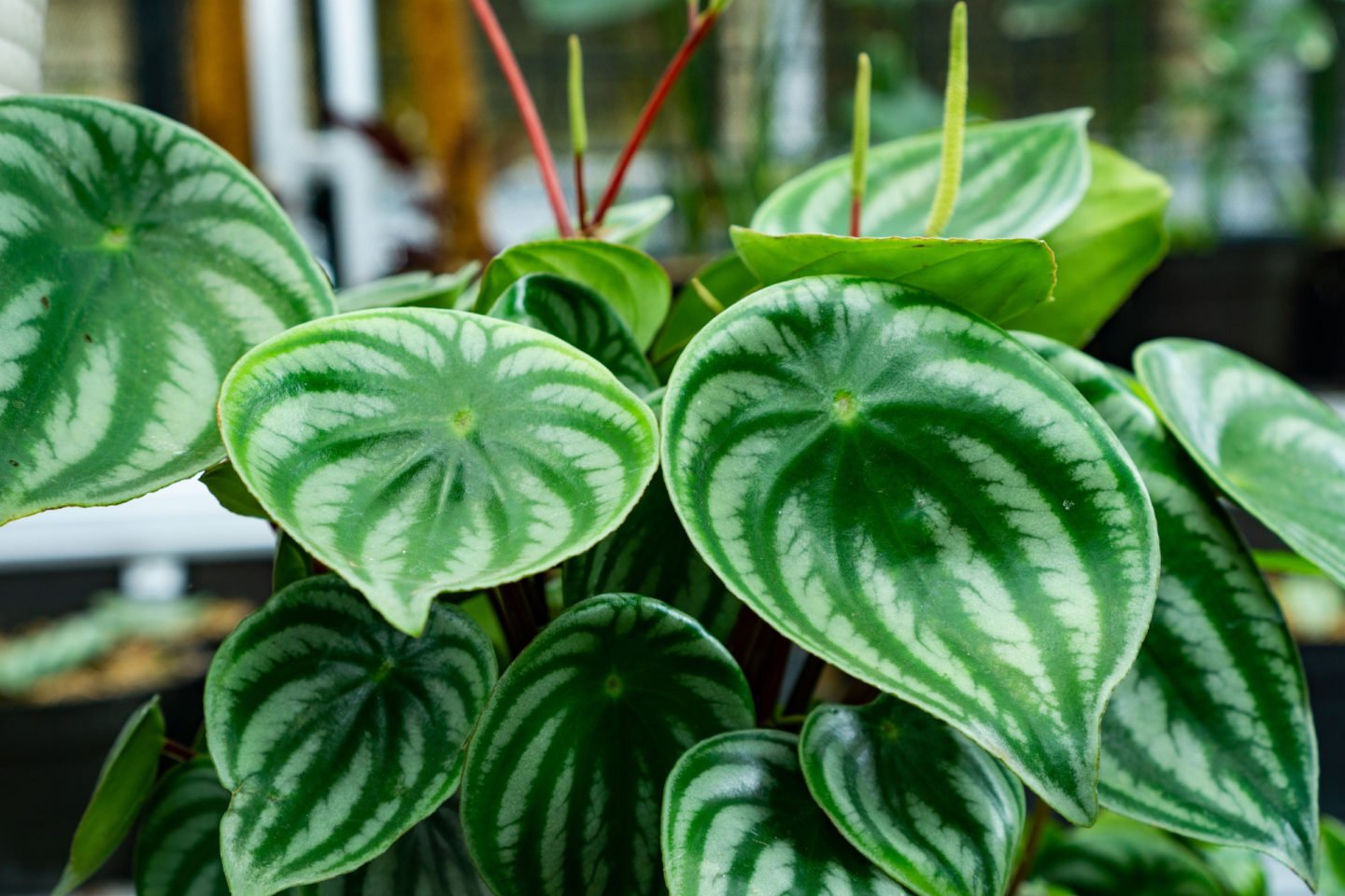 watermelon peperomia plants with shoots and buds