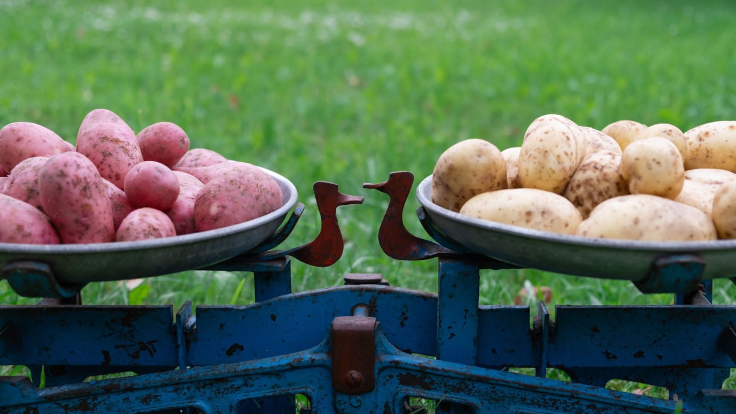 Weighing Russet Potatoes And Sweet Potatoes