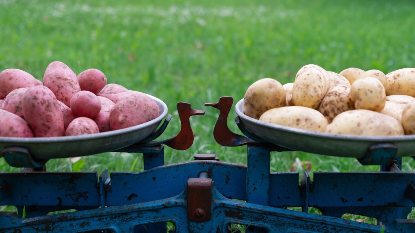 weighing russet potatoes and sweet potatoes