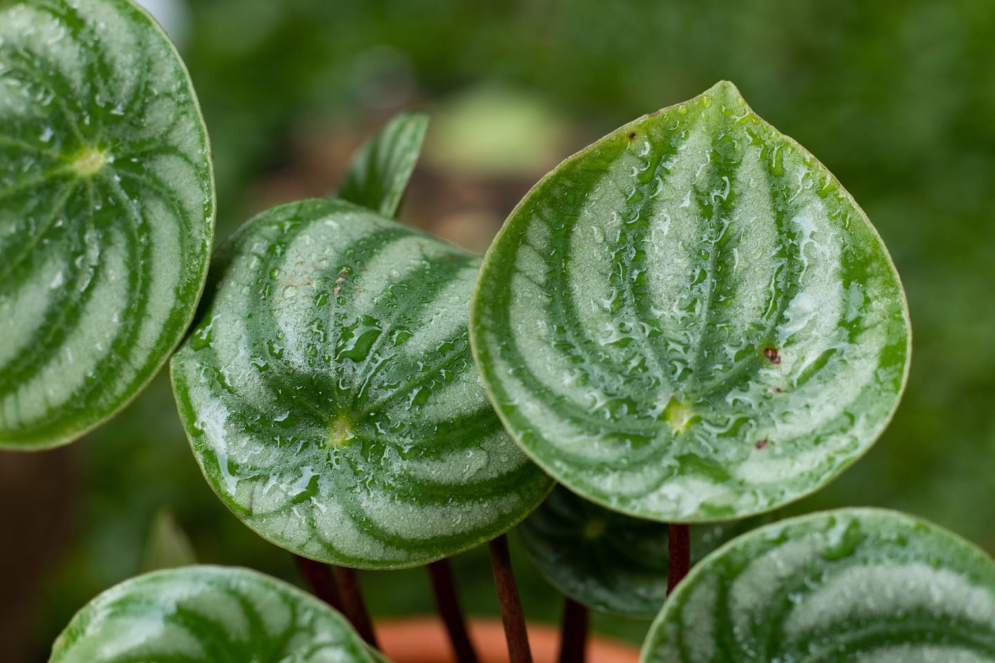 Wet Leaves Watermelon Peperomia