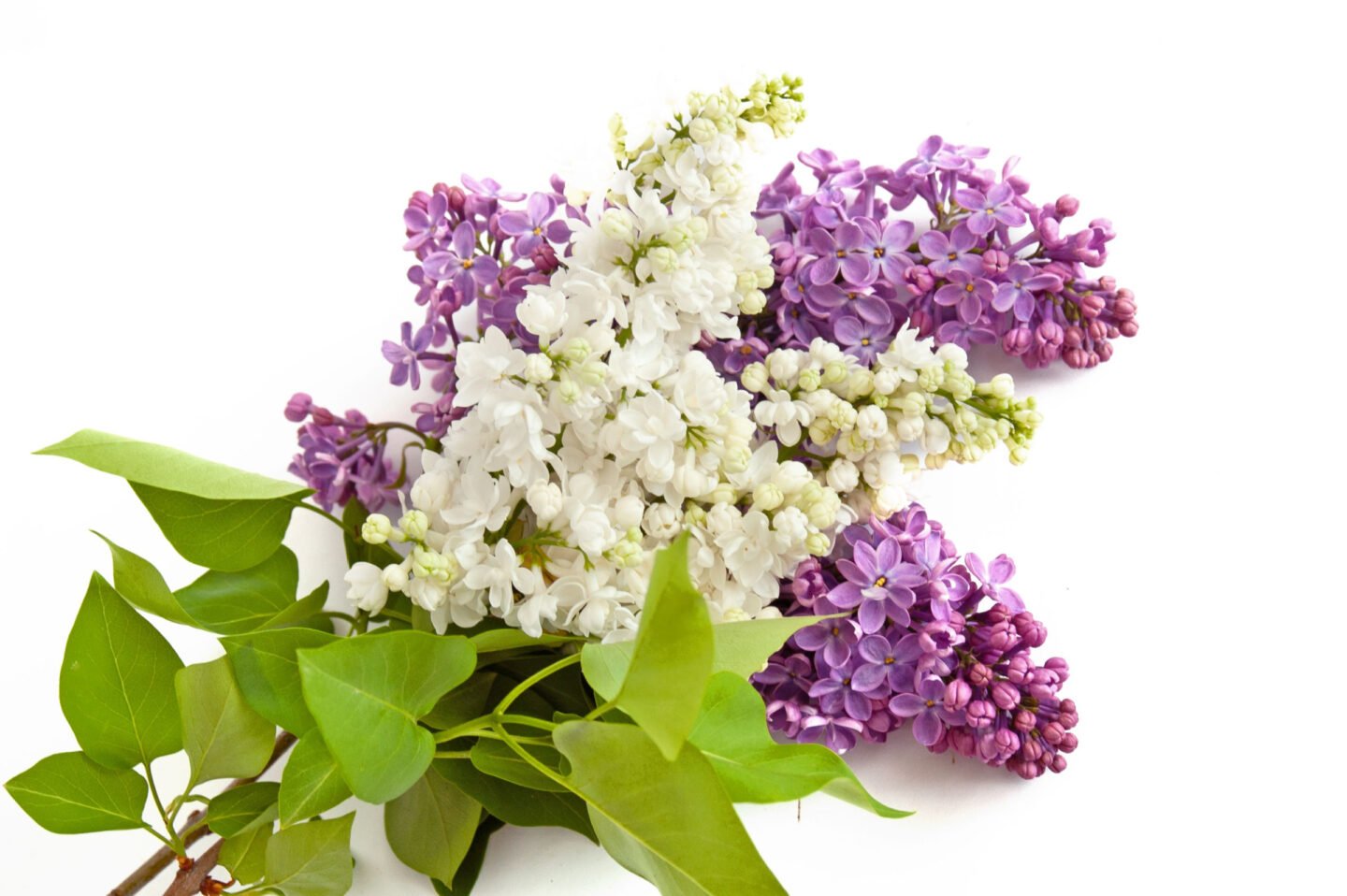 white and purple lilac flowers