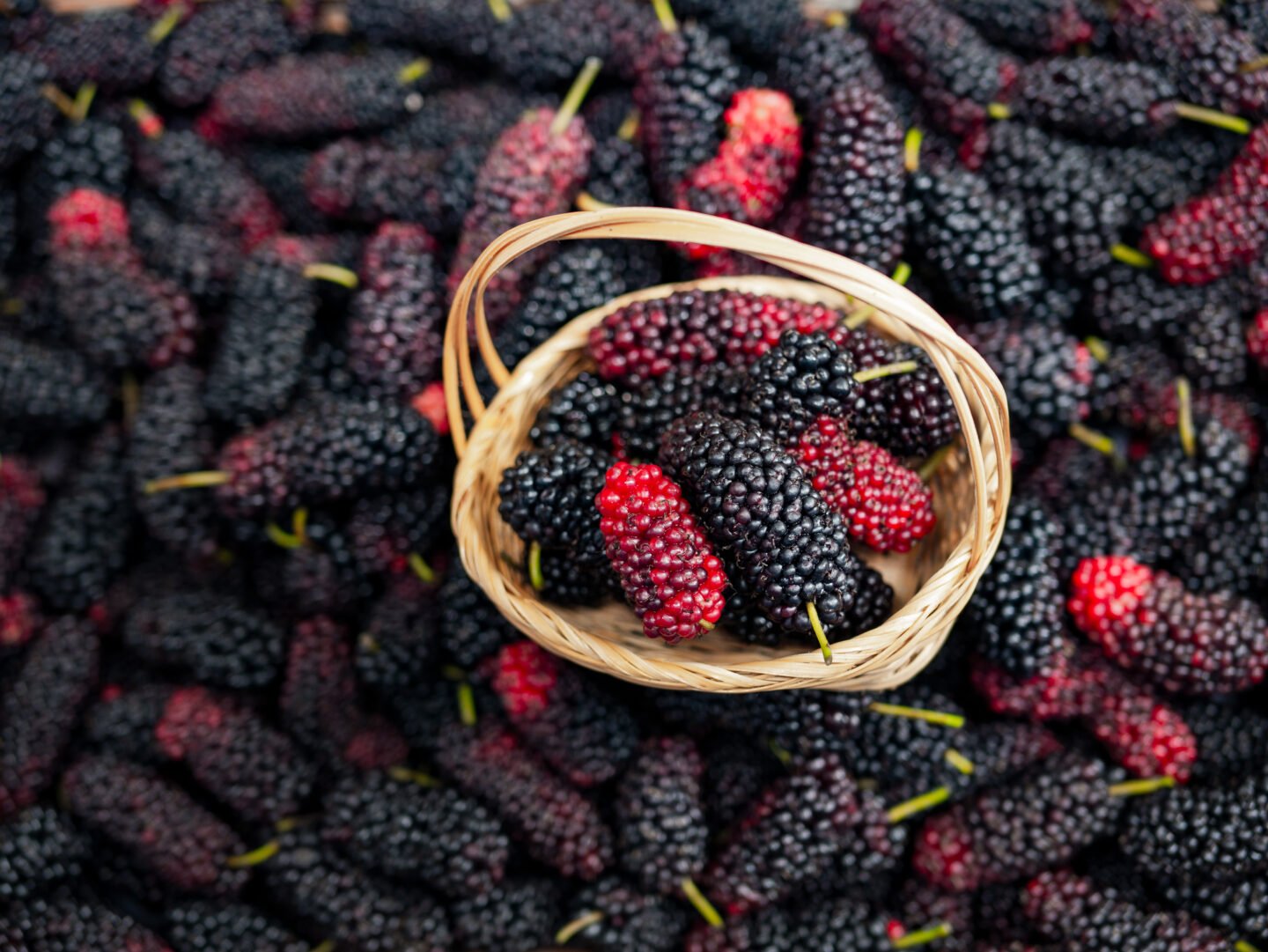 Mulberry,In,Viet,Nam.,Mulberry,Fruit,In,Summertime.,Fresh,Mulberrys