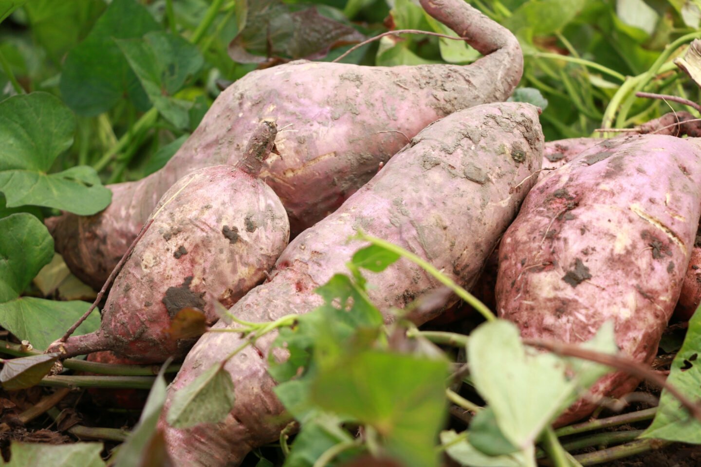 big purple sweet potatoes