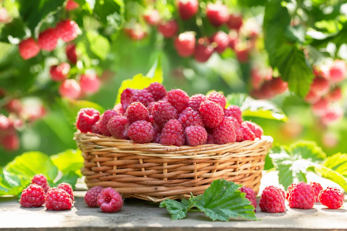 Basket,Of,Ripe,Raspberries,On,Wooden,Table,In,A,Garden