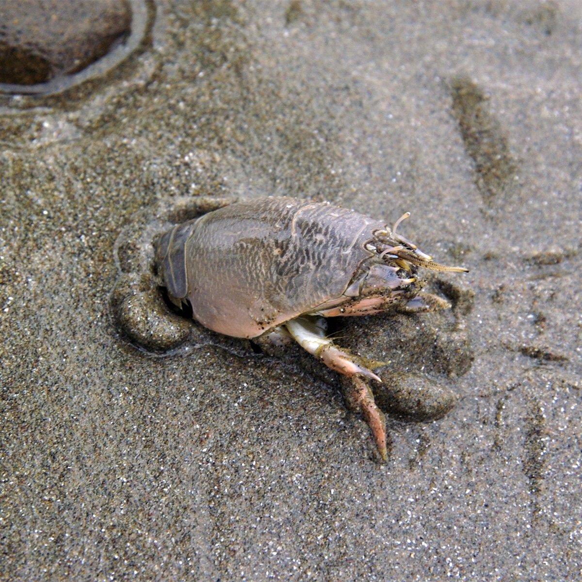 pacific sand crab up close