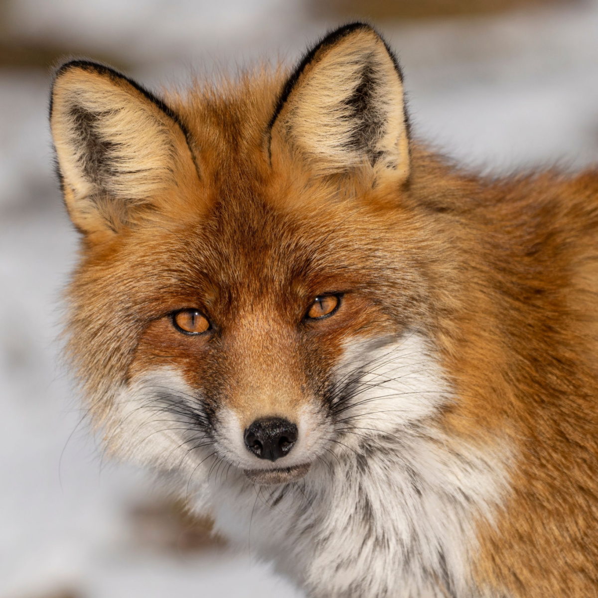 red fox vulpes vulpes