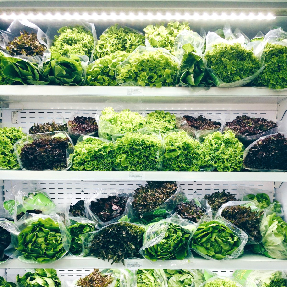 salad greens in the fridge