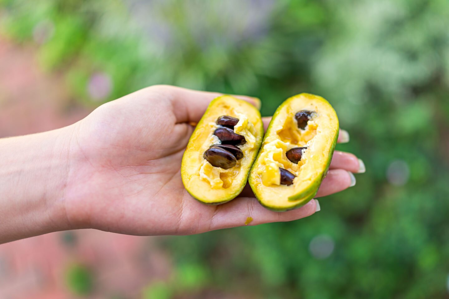 woman holding ripe pawpaw fruit in her hand