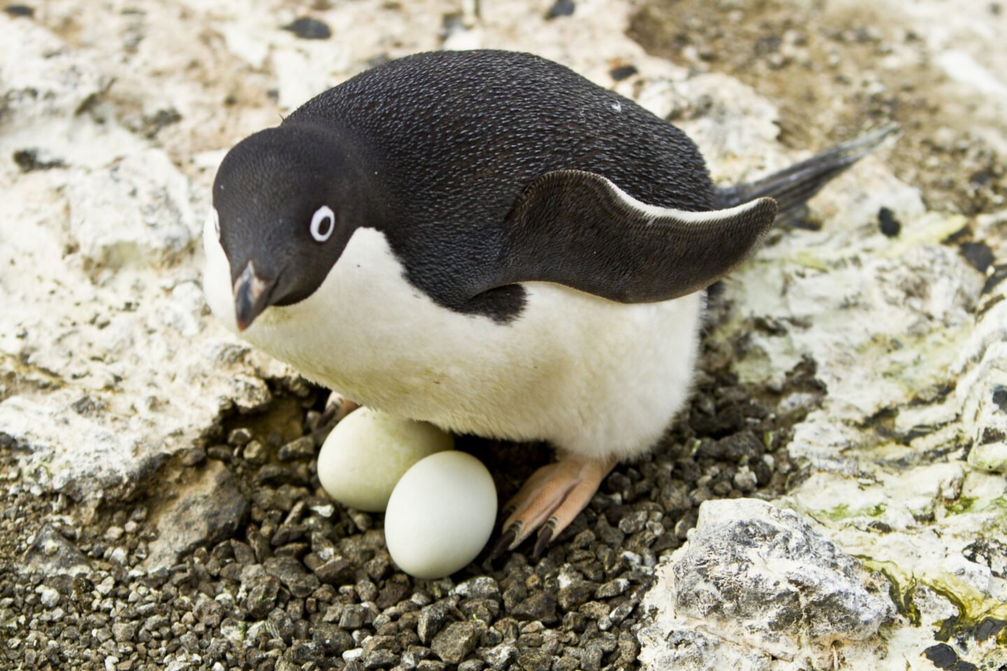adelie penguin hatching two eggs